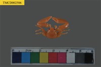 藏品(瓷蟹科)的圖片